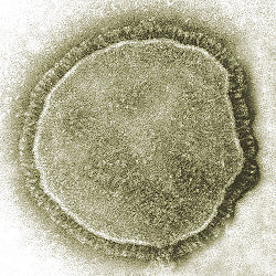 Mesels virus.jpg