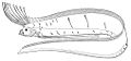 Thumbnail for version as of 02:02, 29 December 2011