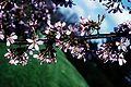 Okame cherry (Prunus Okame)