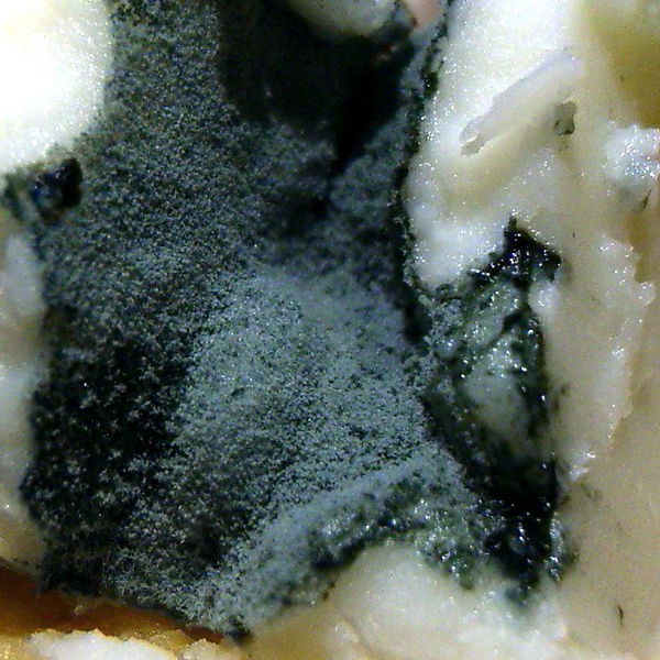 Ficheiro:Penicillium.jpg
