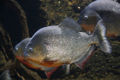 Red-Bellied Piranha (P. nattereri)