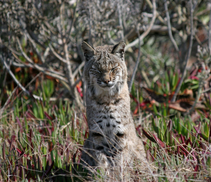 File:Sitting cat.jpg