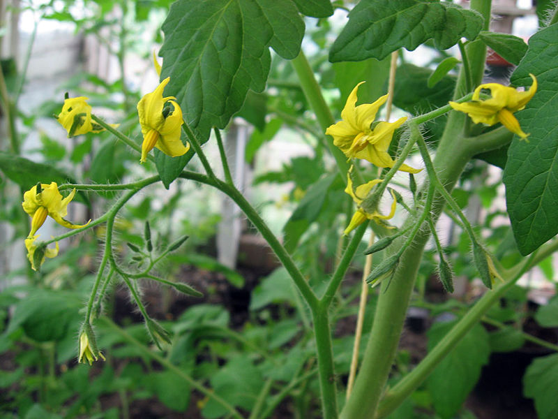 File:Tomatoflower.jpg