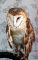 Barn Owl (Tyto alba)