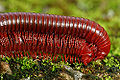 Thumbnail for version as of 04:37, 6 March 2009