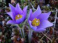 American Pasqueflower (Pulsatilla patens)