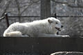 Arctic Wolf (C. l. arctos)