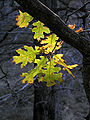 Thumbnail for version as of 17:23, 8 May 2010
