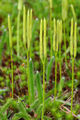 Club Mosses (Lycopodium clavatum) Class:Lycopodiopsida