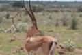 Grant's Gazelle (Gazella granti) Species: Gazella granti