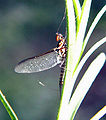 Mayfly (Choroterpes picteti) Family: Leptophlebiidae