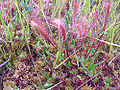 Great Sundew (Drosera anglica)) Genus: Drosera