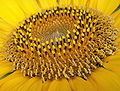 Thumbnail for version as of 22:18, 9 May 2009