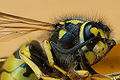 Thumbnail for version as of 03:06, 1 December 2009