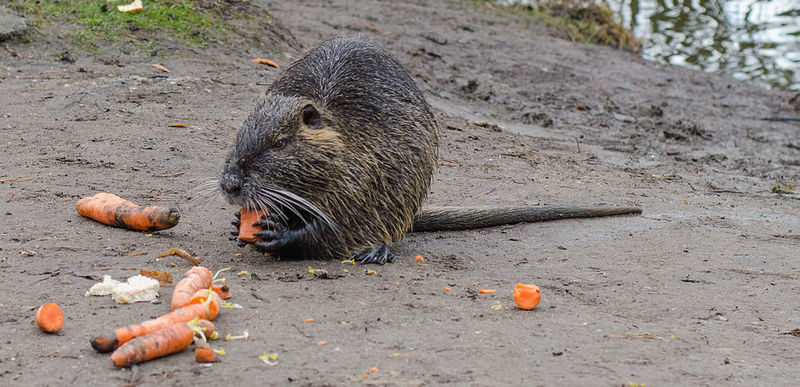 File:1024px-Biberratte - Nutria - coypu - Myocastor coypus - ragondin - castor des marais - Mönchbruch - December 25th 2012 - 02.jpg