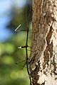 northern walkingstick (Diapheromera femorata)