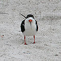 Thumbnail for version as of 01:15, 14 March 2013