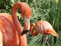 Caribbean Flamingo (Phoenicopterus ruber)