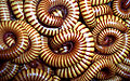 Desert millipede (Orthoperus ornatus) Order: Spirostreptida