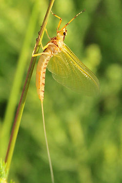 Mayfly unknown.jpg