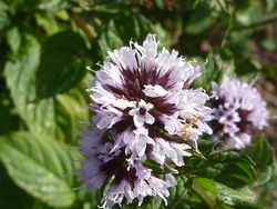 Peppermint flower.JPG