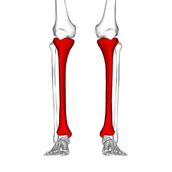 File:Shin splits front view.png