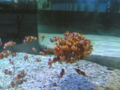 A whole bunch of clownish huddled together