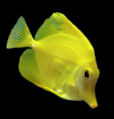 Yellow Tang (Zebrasoma flavescens) Genus: Zebrasoma