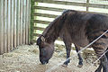 Zony (Equus Burchellii x Equus caballus)