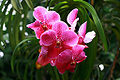 Moon Orchid (Phalaenopsis amabilis )