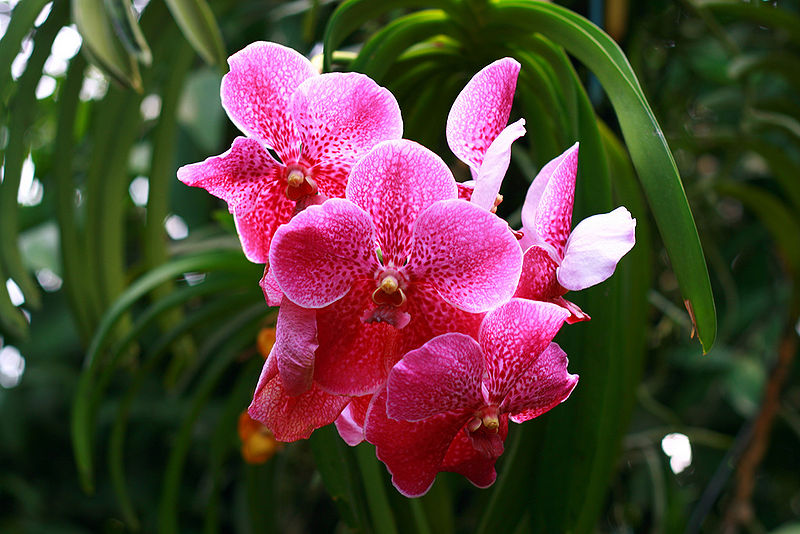 File:2818468800 483b8ed467 b.jpg