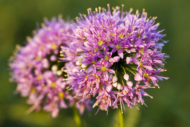 File:Allium stellatum.jpg