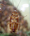 American Cockroach (P. americana)