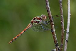Common darter.jpg