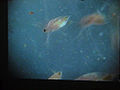 Water flea (Daphnia)
