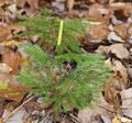 Club Mosses (Lycopodium dendroideum ) Class:Lycopodiopsida