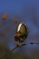 Gossypium (Gossypium hirsutum)
