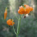 Panther Lily (Lilium) Subtaxa: L. pardalinum