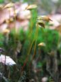 Sporophyte of a moss (Polytrichum formosum)