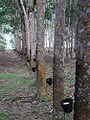 Rubber tree plantation during harvest