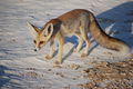 Ruppel's Fox (Vulpes rueppellii)