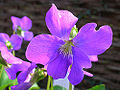 Thumbnail for version as of 03:41, 17 May 2010