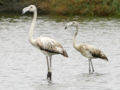 Greater Flamingo (Phoenicopterus ruber roseus) Order: Phoenicopteriformes