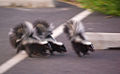 baby skunks (Mammal)