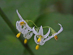 American black nightshade flower.jpg