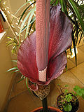 Amorphophallus konjac.jpg