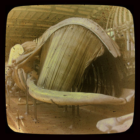 Baleen 1.jpg