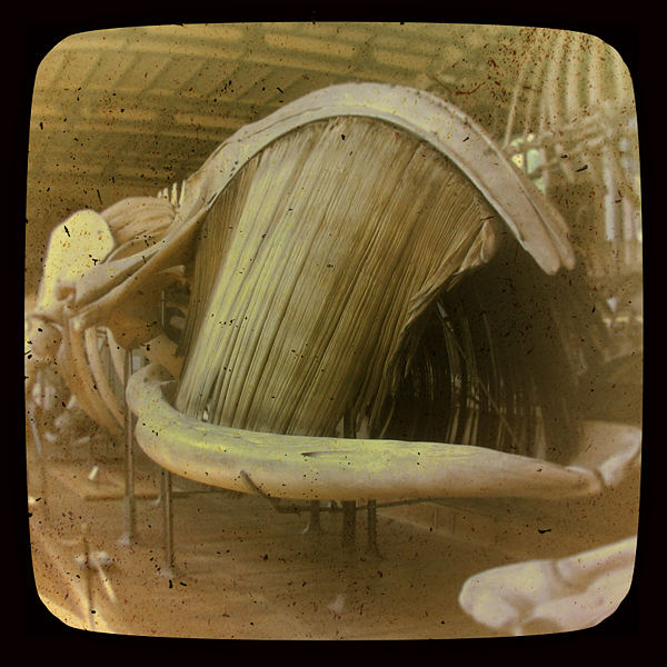 File:Baleen 1.jpg