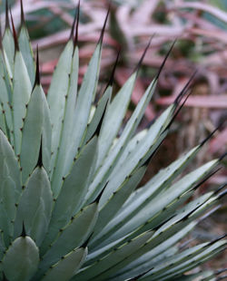 Blueagave.jpg