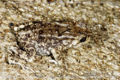 (Bufo bankorensis) Genus: Bufo